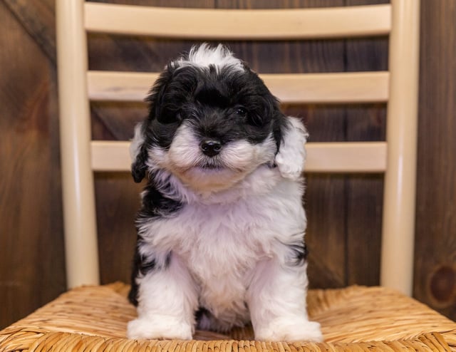 Gorgeous Mini Bernedoodles available for sale!