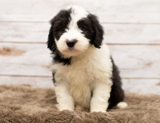 Mylo is an F1 Sheepadoodle for sale in Iowa.
