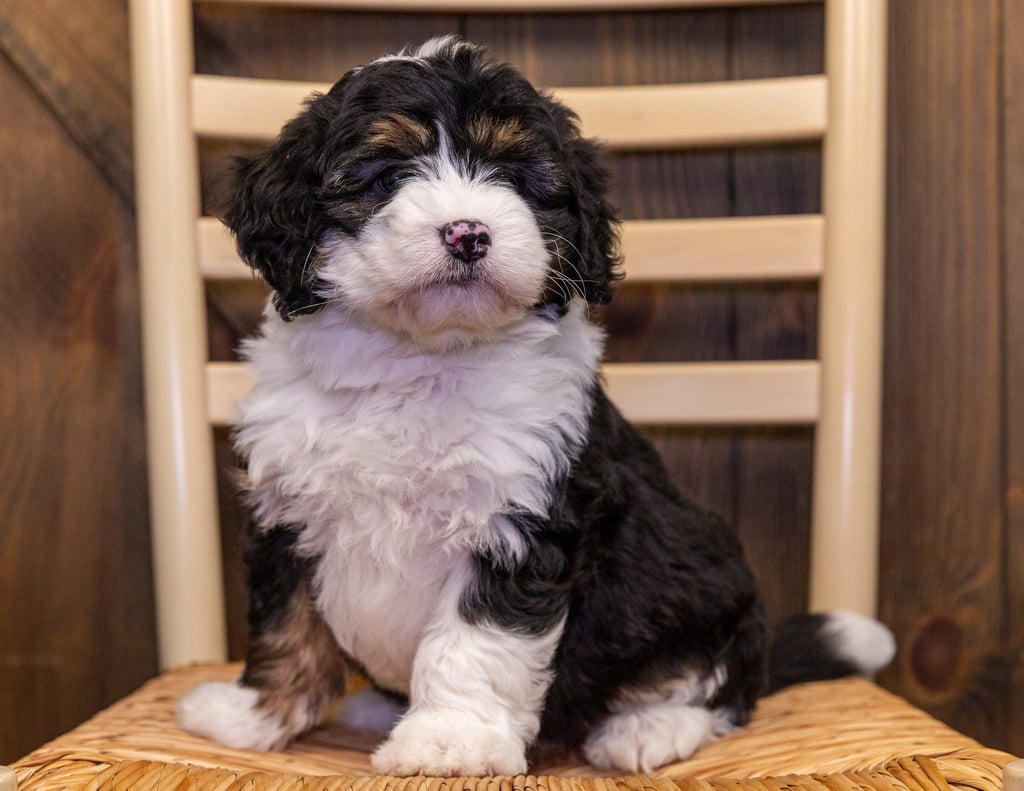 Aura is an F1 Bernedoodle that should have  and is currently living in California