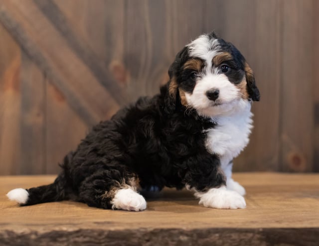 This litter of Bernedoodles are of the F1 generation.