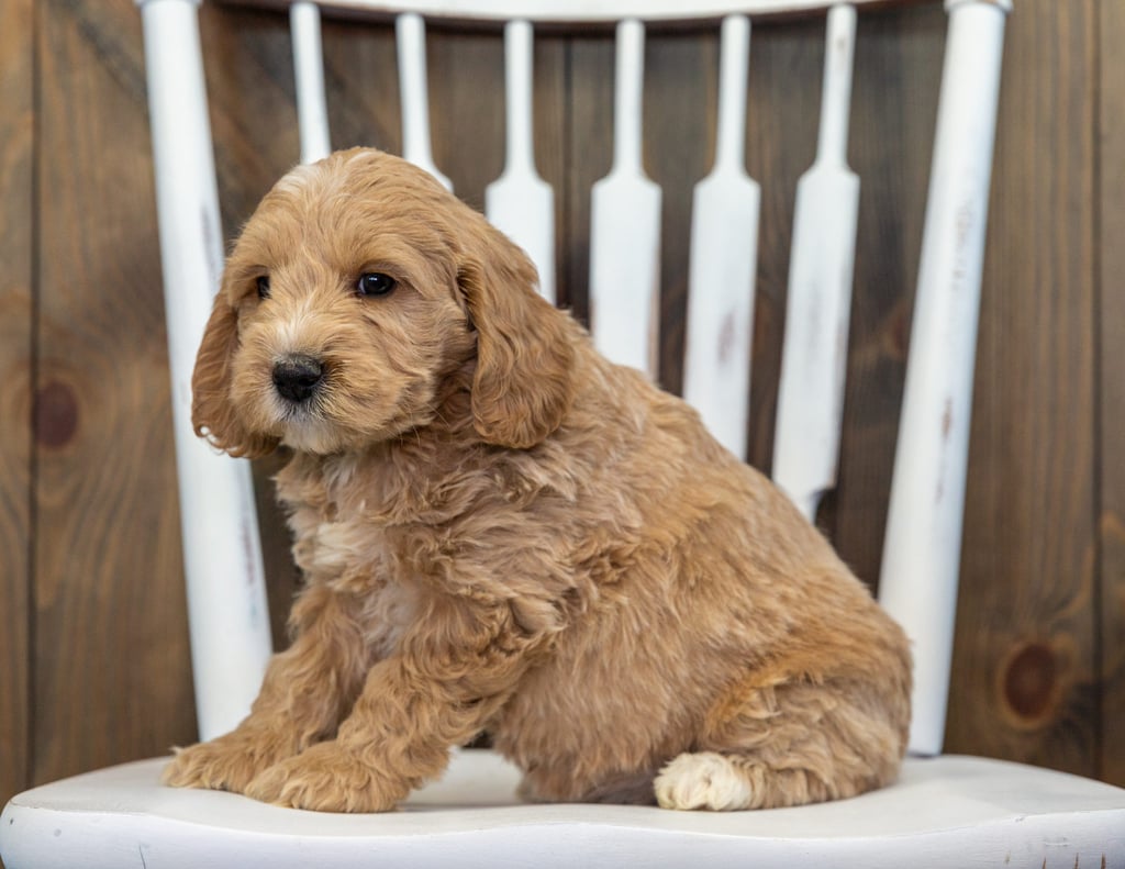 A picture of a Bubba, one of our Mini Goldendoodles for sale