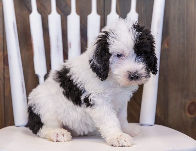 A picture of a Unity, one of our Standard Sheepadoodles puppies that went to their home in Iowa