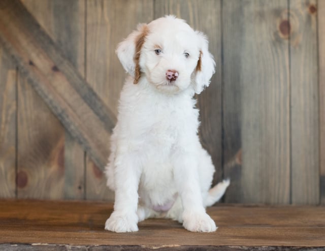 A picture of a Dezi, one of our Mini Goldendoodles puppies that went to their home in Texas