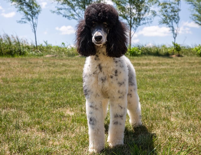 A picture of one of our Poodle mother's, Meadow.