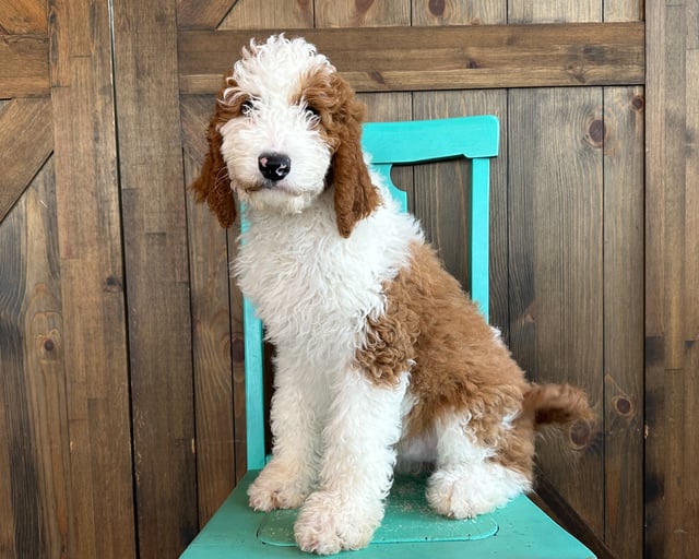 A picture of a Millie, a gorgeous Standard Goldendoodles for sale