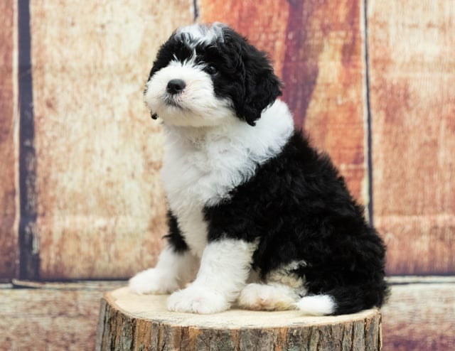 A picture of a Una, one of our Mini Sheepadoodles puppies that went to their home in Minnesota