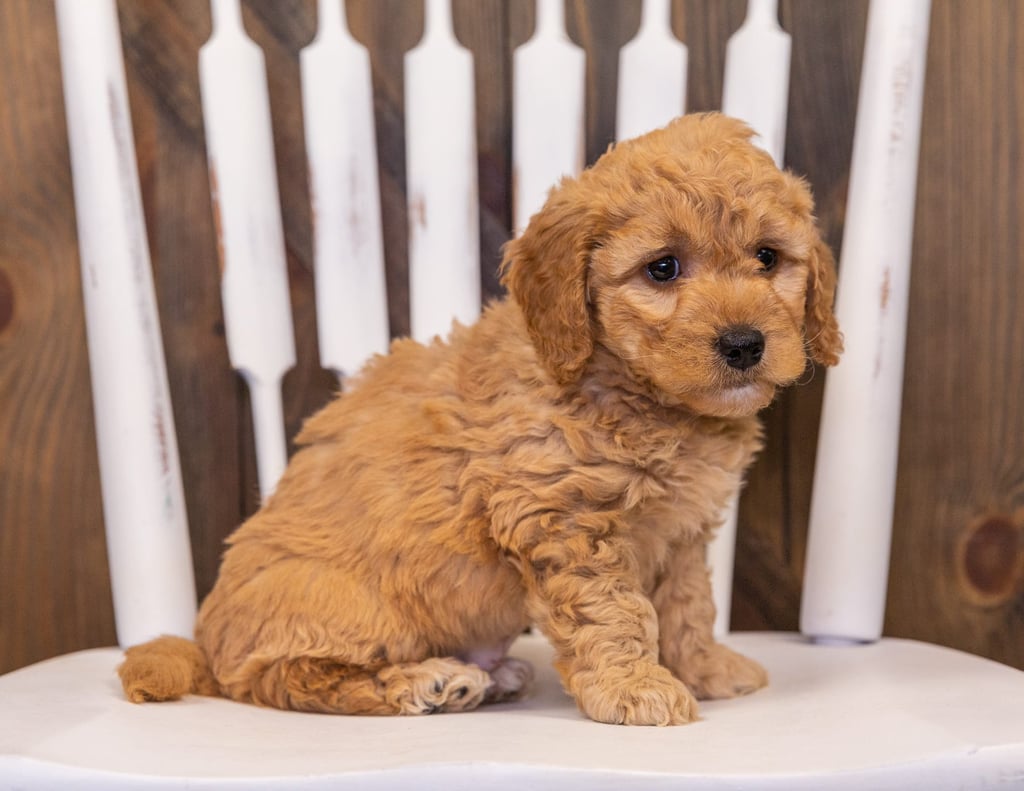 A picture of a Reese, one of our Mini Goldendoodles puppies that went to their home in Missouri