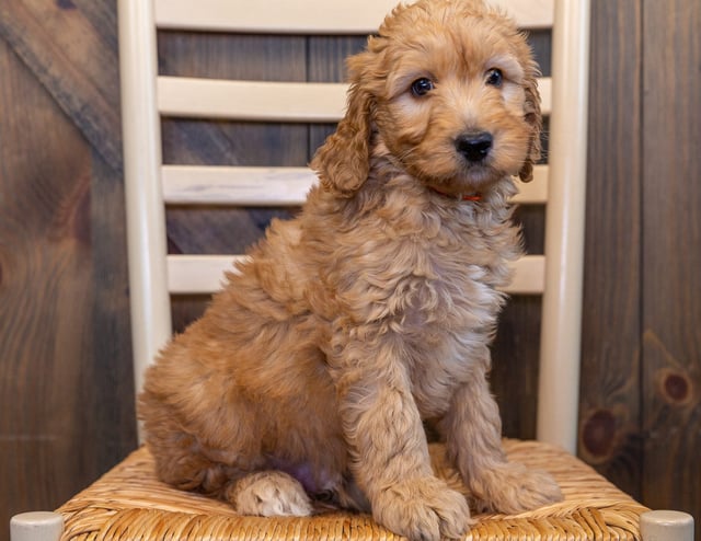 A picture of a Lucky, one of our Mini Goldendoodles puppies that went to their home in California