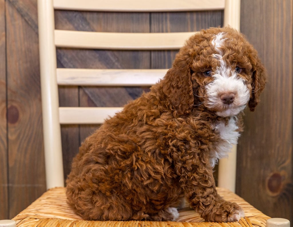 A picture of a Jonny, one of our Mini Australian Goldendoodles puppies that went to their home in Iowa