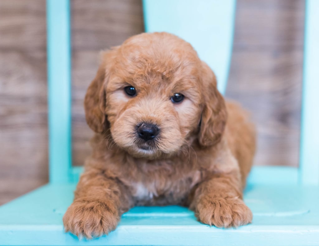 A picture of a Omar, one of our Mini Goldendoodles puppies that went to their home in Iowa 