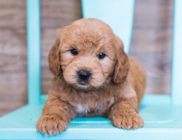 A litter of Mini Goldendoodles raised in Iowa by Poodles 2 Doodles