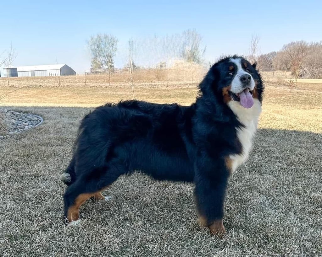 A picture of one of our Bernese Mountain Dog mother's, Della.