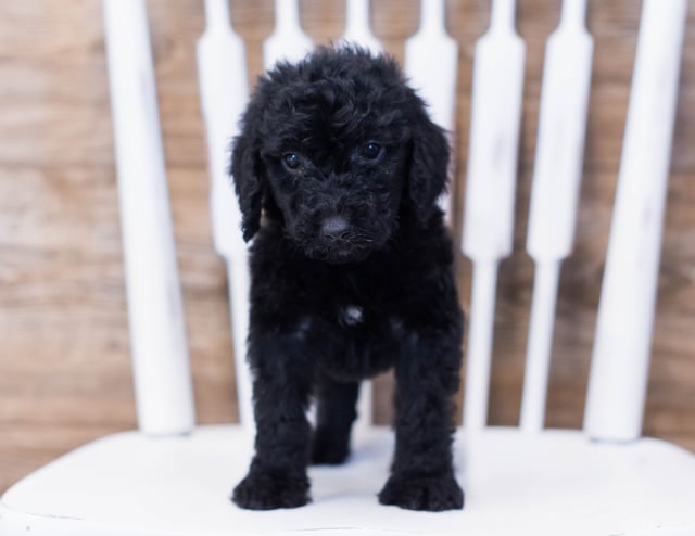 This litter of Goldendoodles are of the F1B generation.