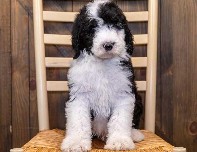 Another pic of our recent Sheepadoodle litter