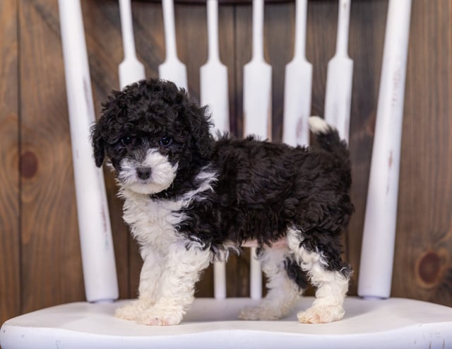 Hannah is an F1B Sheepadoodle that should have  and is currently living in New Jersey