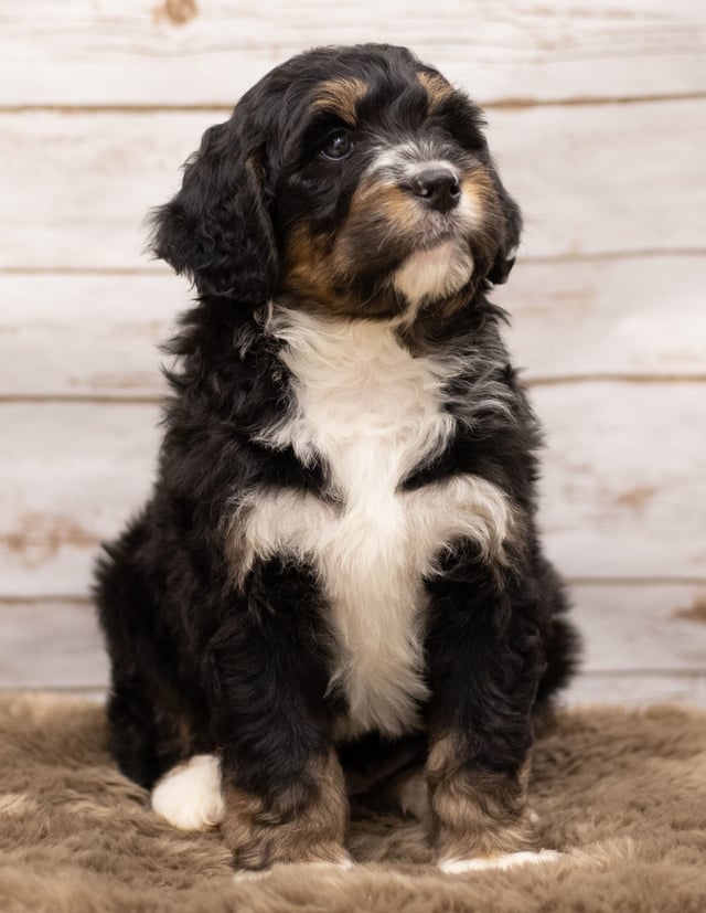 Iggy came from Kiaya and Bentley's litter of F1 Bernedoodles