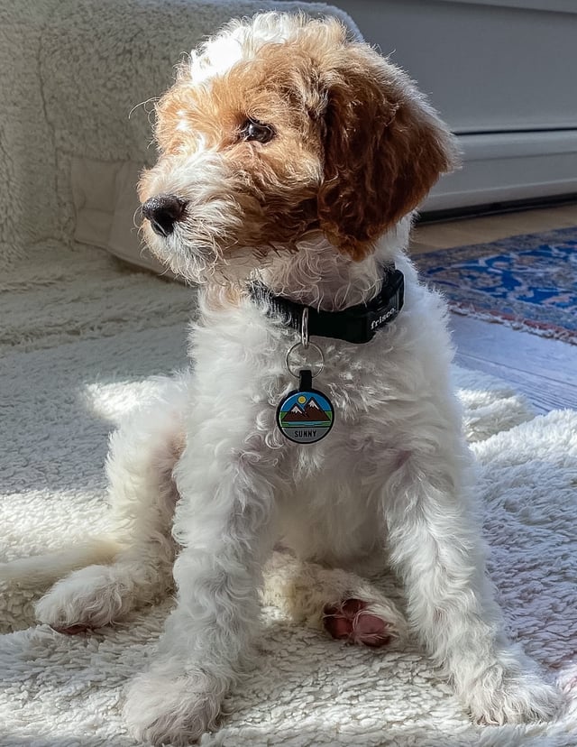 Milly is an F1BB Goldendoodle that should have  and is currently living in Illinois