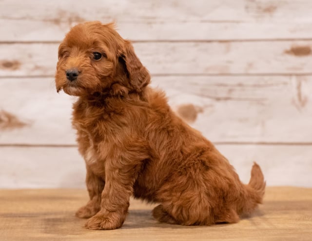 A picture of a Neka, one of our Mini Irish Doodles puppies that went to their home in Arkansas