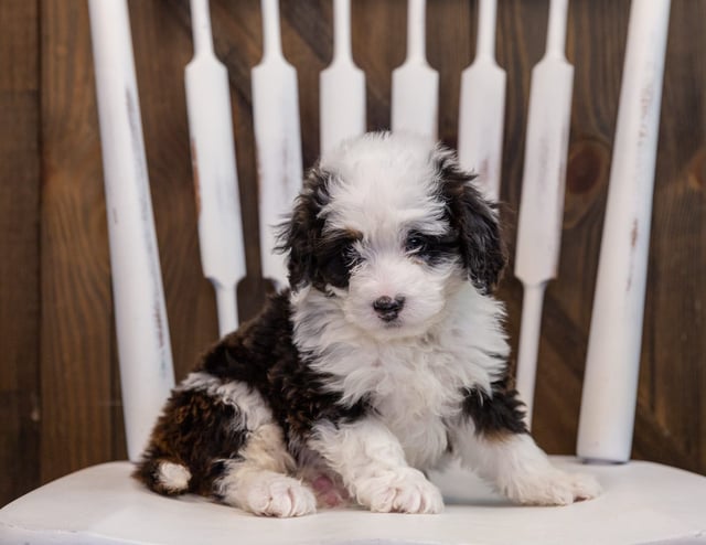 A picture of a Carly, a gorgeous Mini Bernedoodles for sale