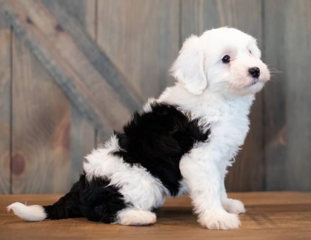 Uki is an F1 Sheepadoodle that should have  and is currently living in Texas