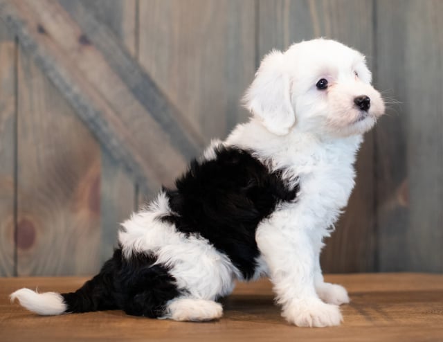 Compare and contrast Sheepadoodles with other doodle types on our breed comparison page