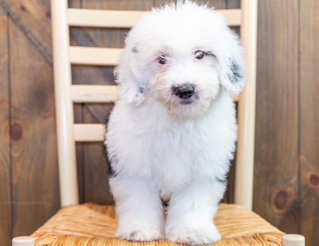 Nick is an F1 Sheepadoodle that should have  and is currently living in Iowa