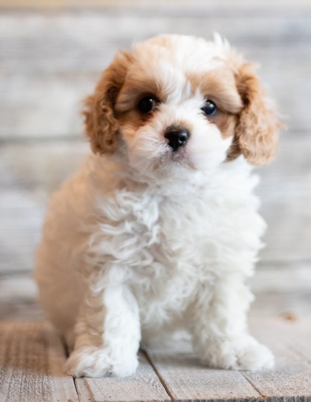 A picture of a Jab, one of our  Cavapoos puppies that went to their home in South Dakota