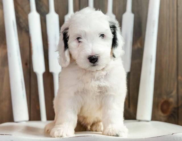 Lowie is an F1B Sheepadoodle that should have  and is currently living in Texas