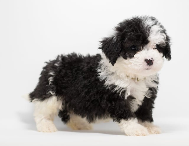 Another great picture of Goldi, a Sheepadoodles puppy