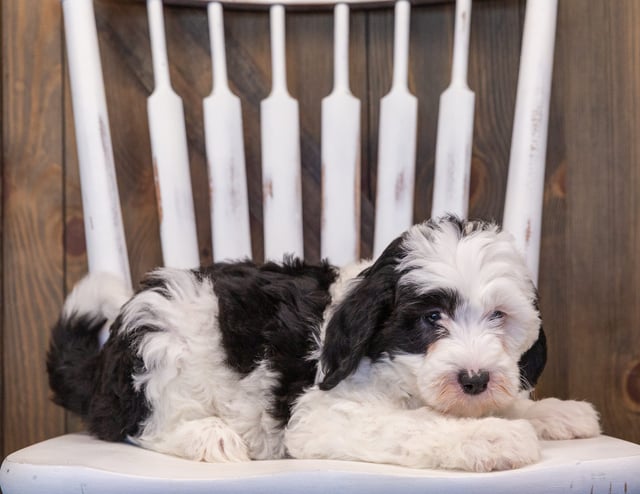 A picture of a Pepper, one of our Mini Sheepadoodles puppies that went to their home in Georgia 