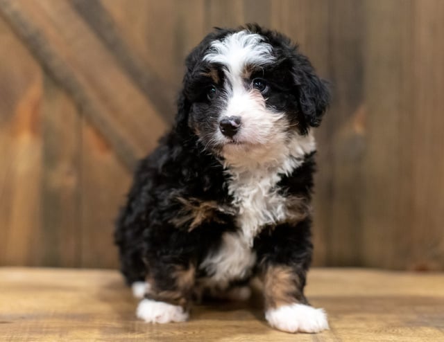 Quaker came from Willow and Grimm's litter of F1 Bernedoodles