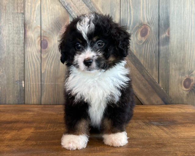 A picture of a Andy, one of our Standard Bernedoodles puppies that went to their home in Nebraska