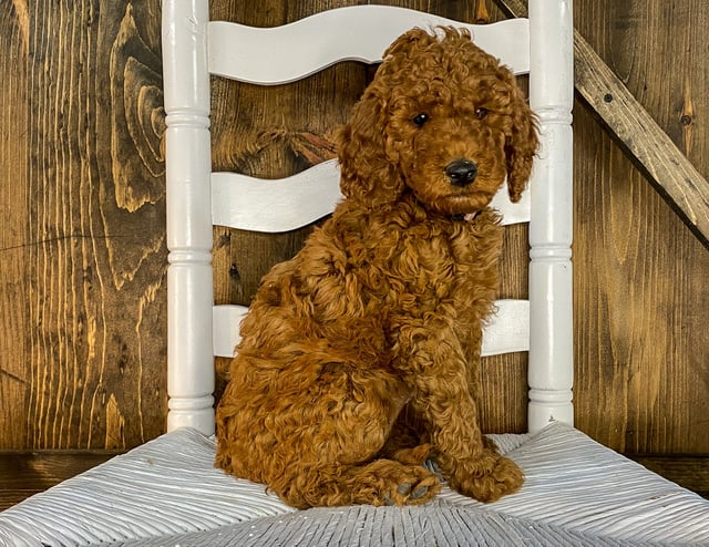 A picture of a Xyla, one of our Mini Irish Doodles puppies that went to their home in Minnesota