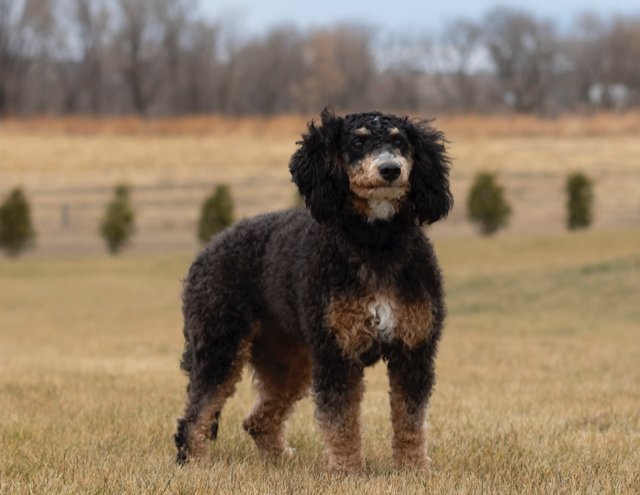 Raven is an F1B Bernedoodle and a mother here at Poodles 2 Doodles, Sheepadoodle and Bernedoodle breeder from Iowa
