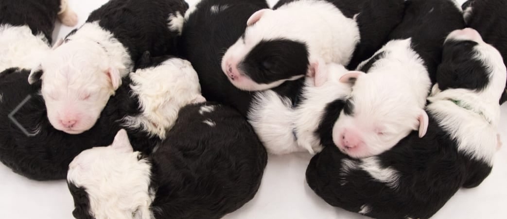 A litter of  Sheepadoodles raised in Iowa by Poodles 2 Doodles