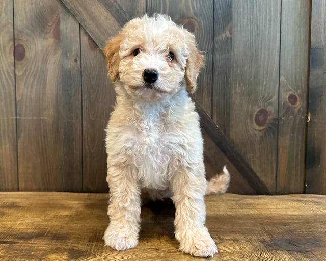 A picture of a Dora, one of our Petite Bernedoodles puppies that went to their home in Nebraska