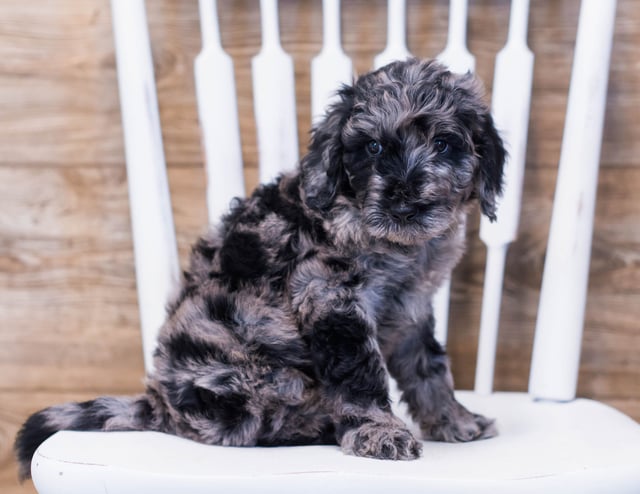 A litter of Standard Goldendoodles raised in Iowa by Poodles 2 Doodles