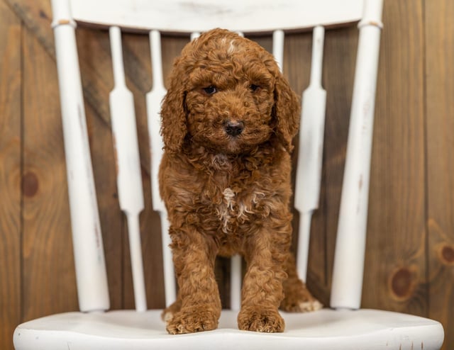 Fin came from Dallas and Fin's litter of F1B Goldendoodles
