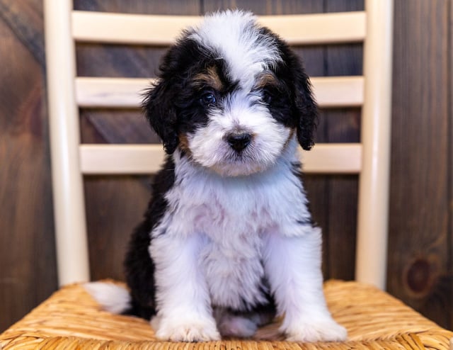 Xera came from Delilah and Bentley's litter of F1 Bernedoodles