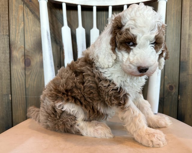 Goose came from Brandy and Scout's litter of F1B Goldendoodles