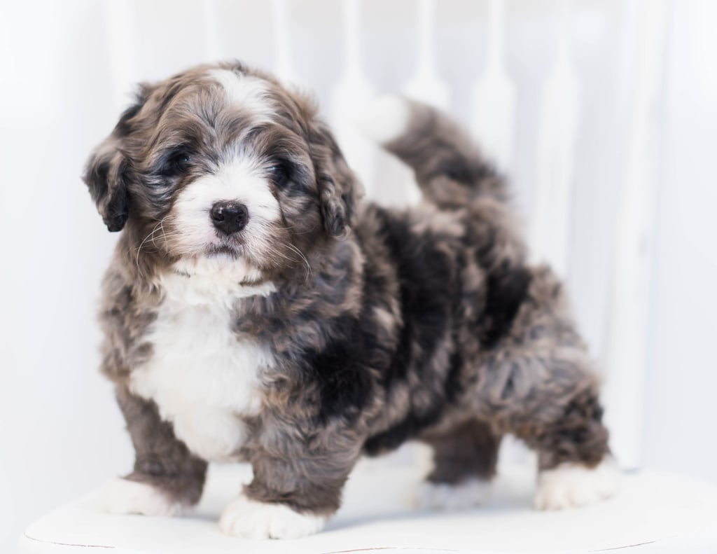 A picture of a KJ, one of our Mini Bernedoodles puppies that went to their home in Iowa