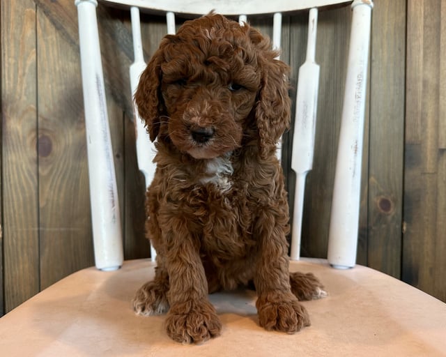 A picture of a Gwen, a gorgeous Mini Goldendoodles for sale