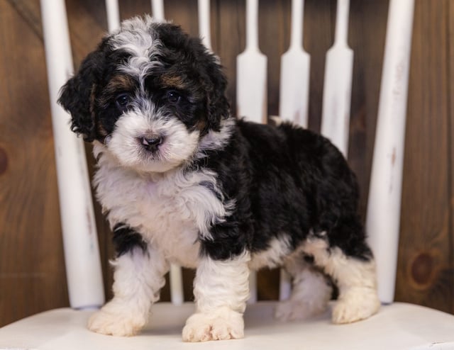 Yani is an F1 Bernedoodle that should have  and is currently living in Indiana