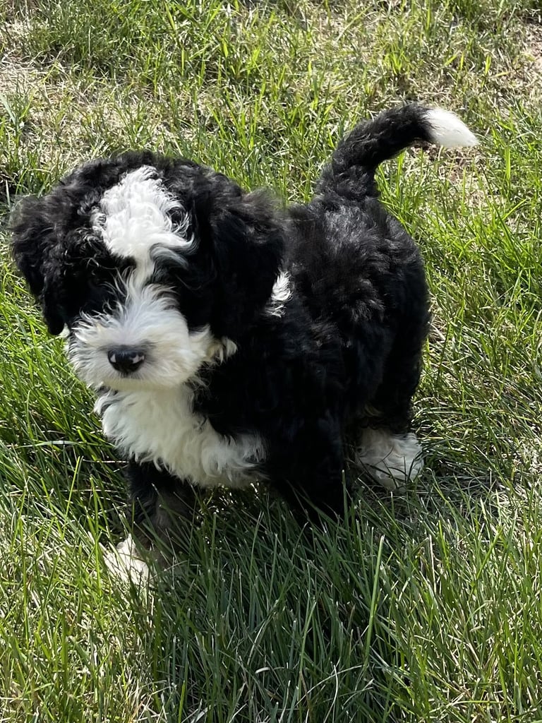 Yoki is an F1 Bernedoodle that should have  and is currently living in Minnesota