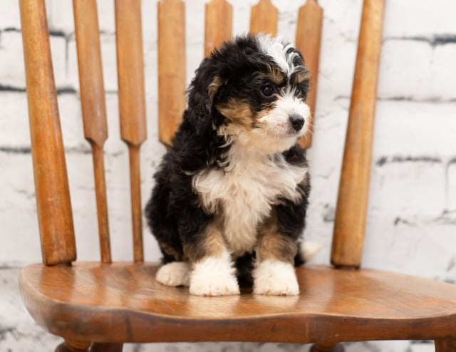 Polly is an F1 Bernedoodle for sale in Iowa.