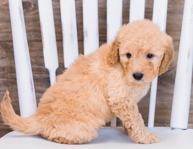 Venus came from Sassy and Ozzy's litter of F1 Goldendoodles