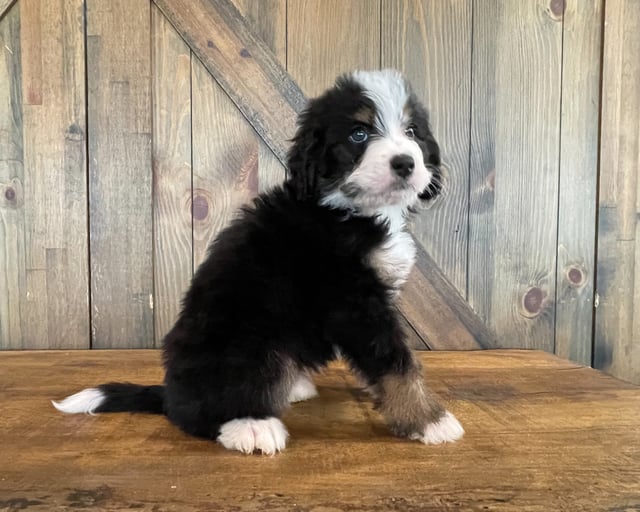 Zora came from Della and Bentley's litter of F1 Bernedoodles