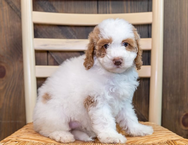 A picture of a Ollie, one of our Mini Goldendoodles puppies that went to their home in Iowa