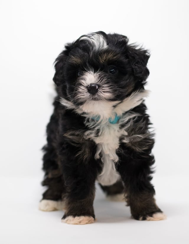 Finn came from Tyrell and Stanley's litter of F1 Bernedoodles