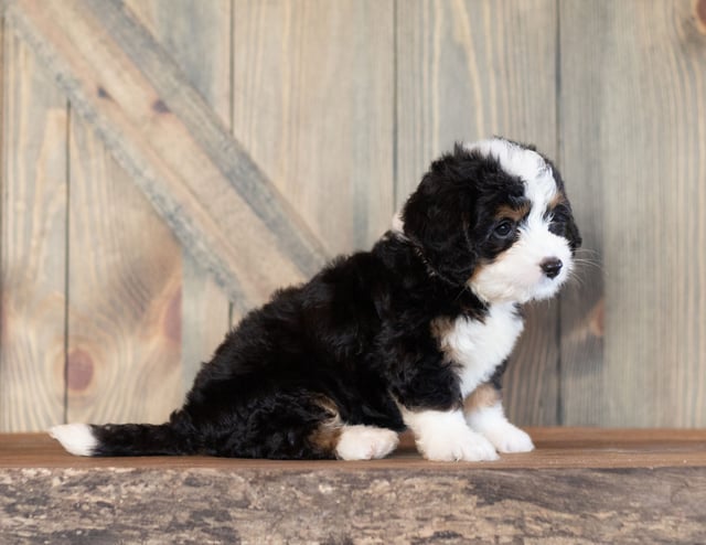 Cora came from Sasha and Stanley's litter of F1 Bernedoodles